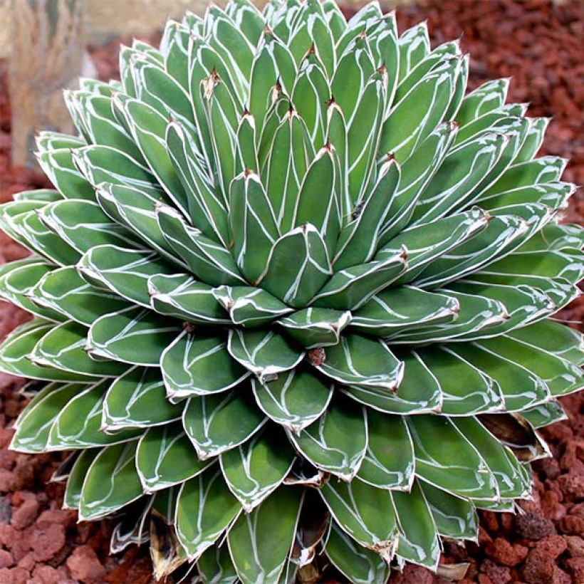 Ágave de la Reina Victoria - Agave victoriae-reginae (Porte)