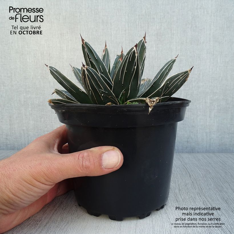 Ejemplar de Agave victoriae reginae en pot de 3L entregado en otoño