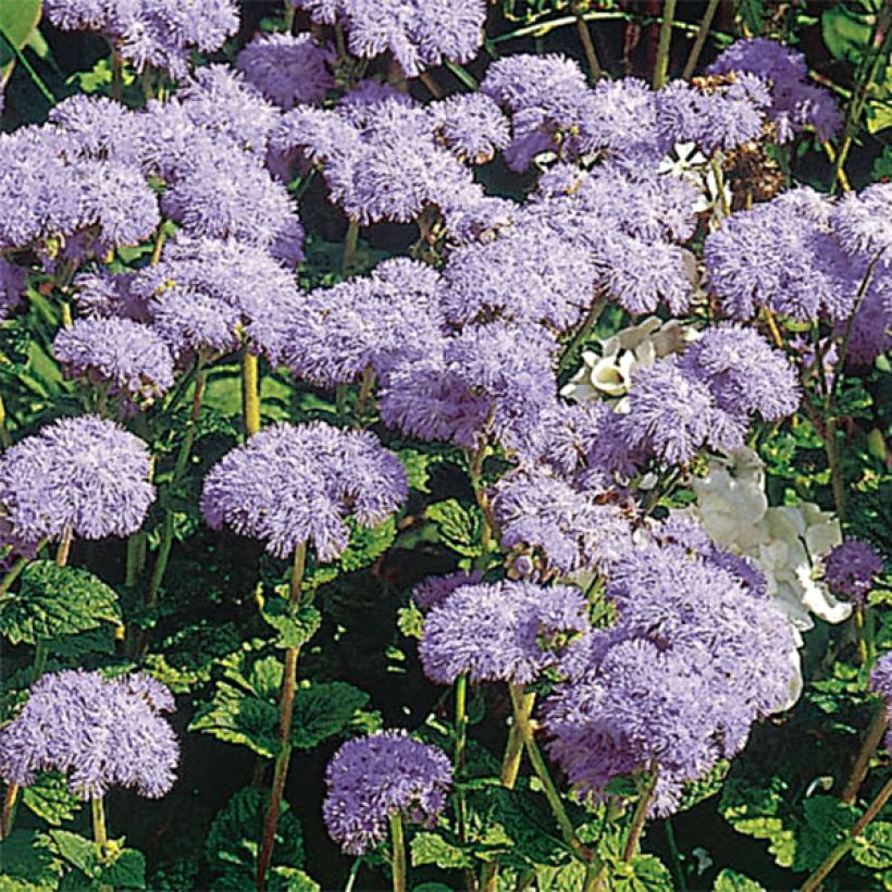 Ageratum houstonianum City Blue (Floración)