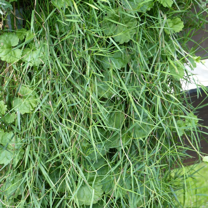 Agrostis stolonifera Bamboo Grass Green Twist (Follaje)