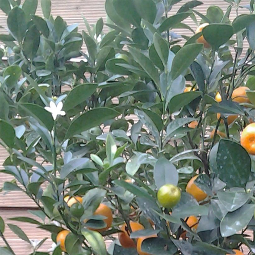 Calamondina - Citrus madurensis (Follaje)