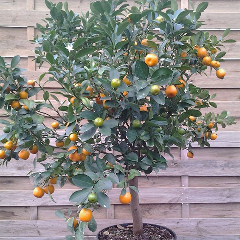 Calamondina - Citrus madurensis (Porte)