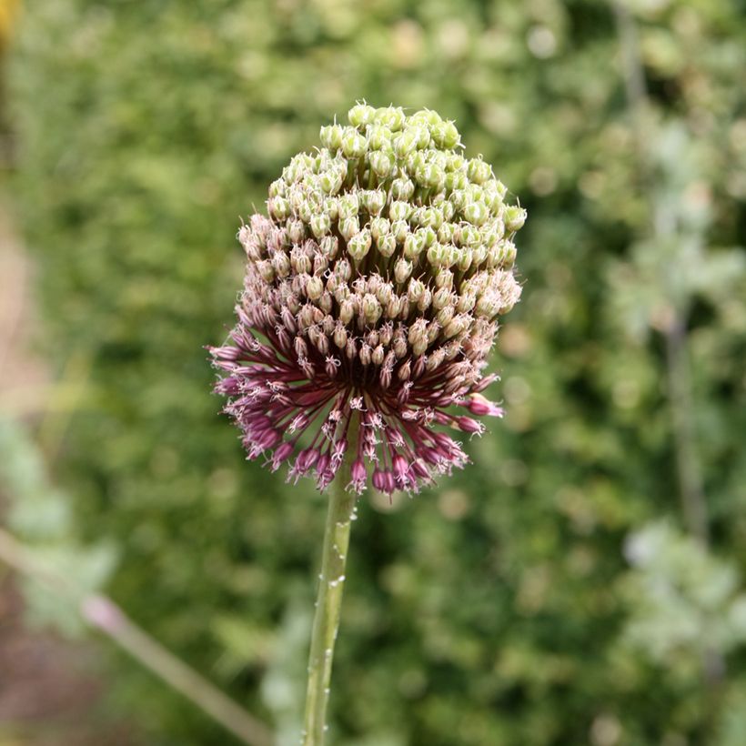 Allium amethystinum Forelock - Ajo decorativo (Floración)