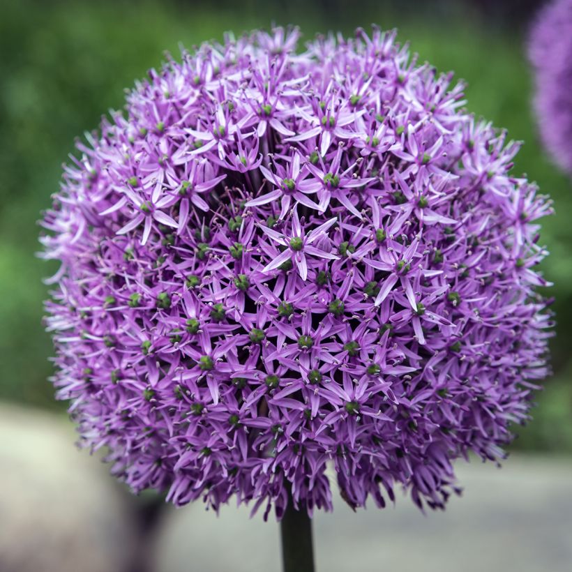 Allium Gladiator - Ajo decorativo (Floración)