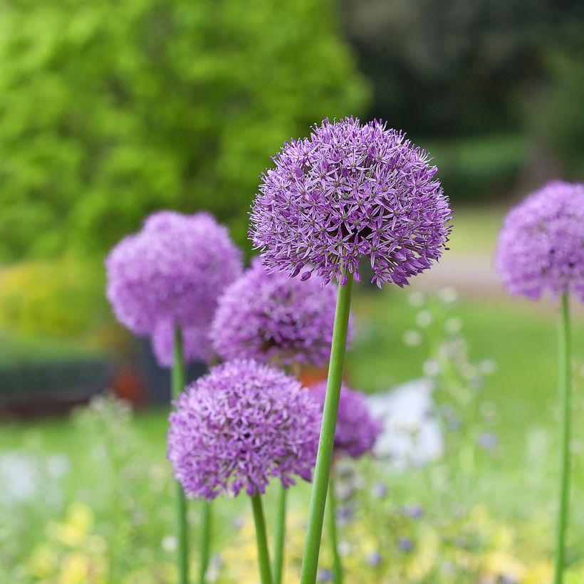 Allium Gladiator - Ajo decorativo (Porte)