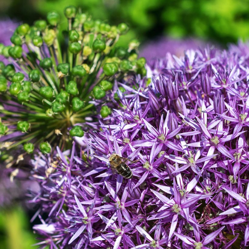 Allium Globemaster - Ajo decorativo (Floración)