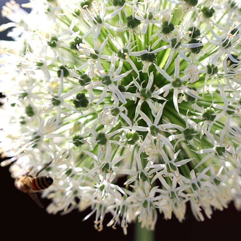 Allium stipitatum Mount Everest - Ajo decorativo (Floración)