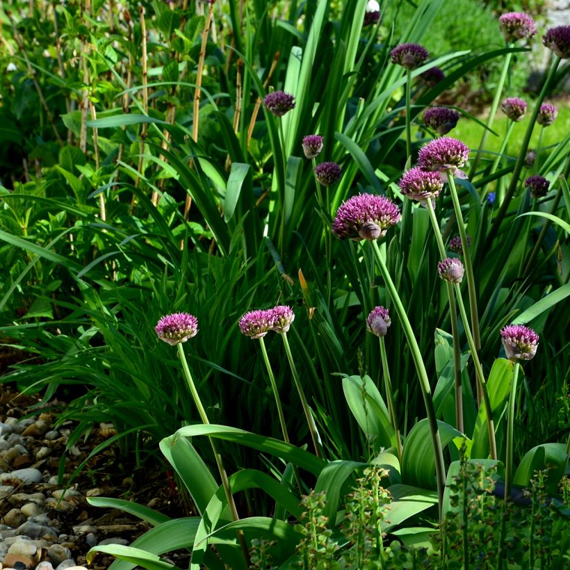 Allium Ostara - Ajo decorativo (Porte)