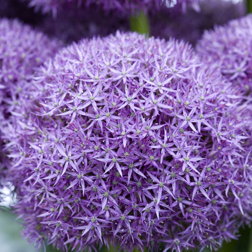 Allium Pinball Wizard - Ajo decorativo (Floración)