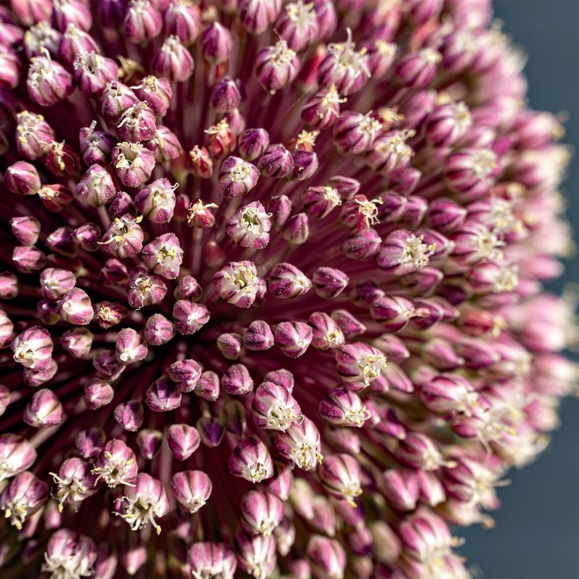 Allium Summer Drummer - Ajo decorativo (Floración)