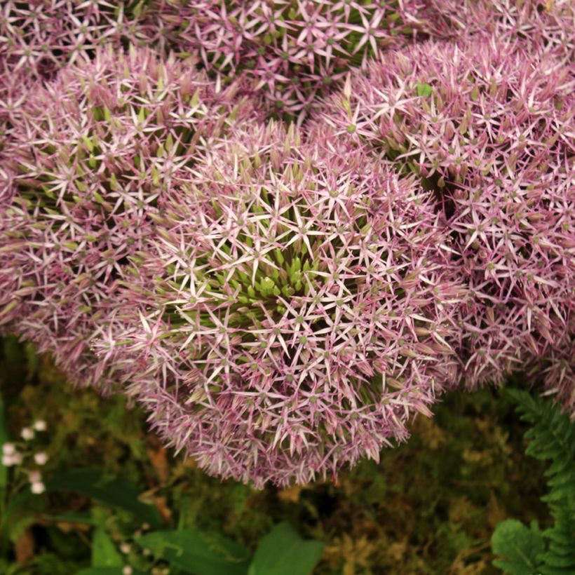 Allium Universe - Ajo decorativo (Floración)