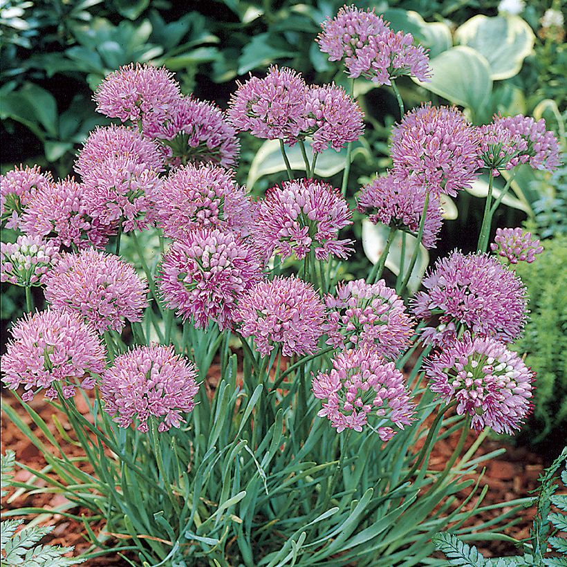 Allium angulosum - Ajo decorativo (Porte)