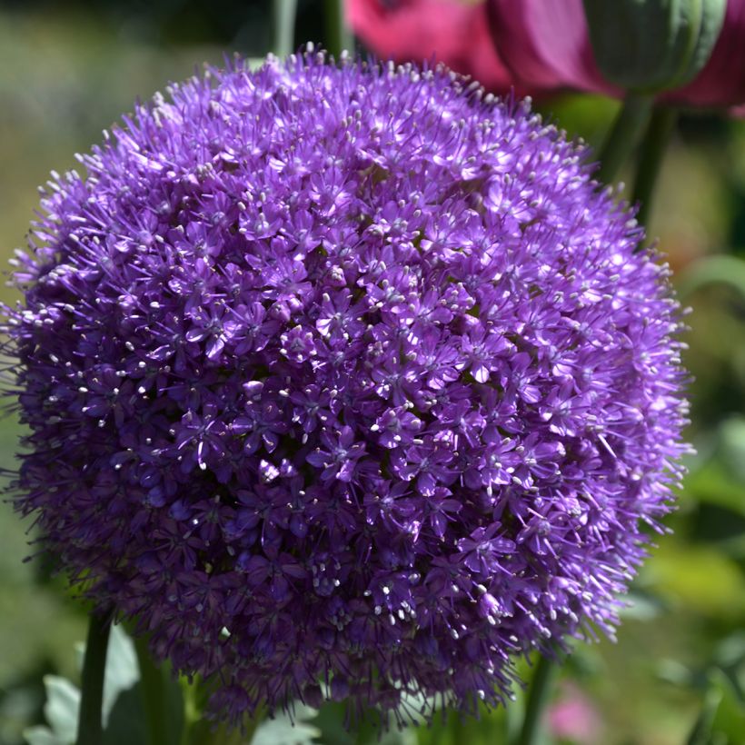 Allium giganteum - Allium gigante (Floración)