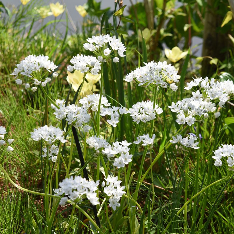 Allium neapolitanum Cowanii (Porte)