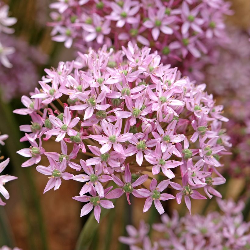 Ail d'ornement - Allium nigrum Pink Jewel (Floración)