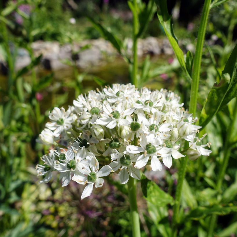 Allium nigrum ssp multibulbosum - Ajo decorativo (Floración)