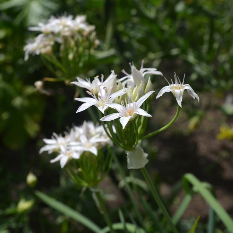 Ail d'ornement - Allium plummerae (Floración)