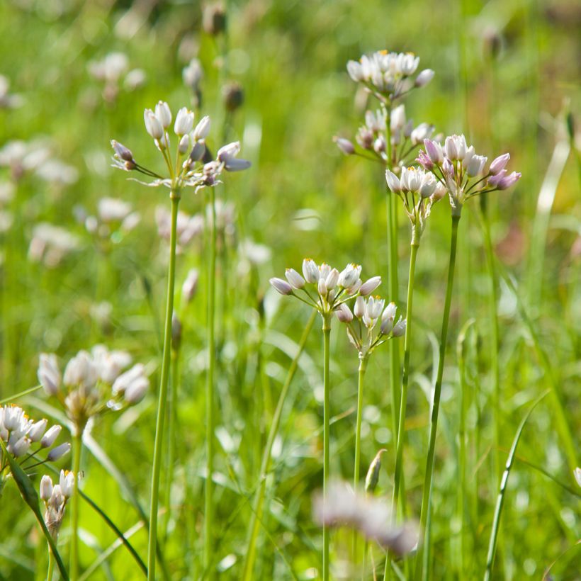 Allium roseum - Ajo de culebra (Porte)