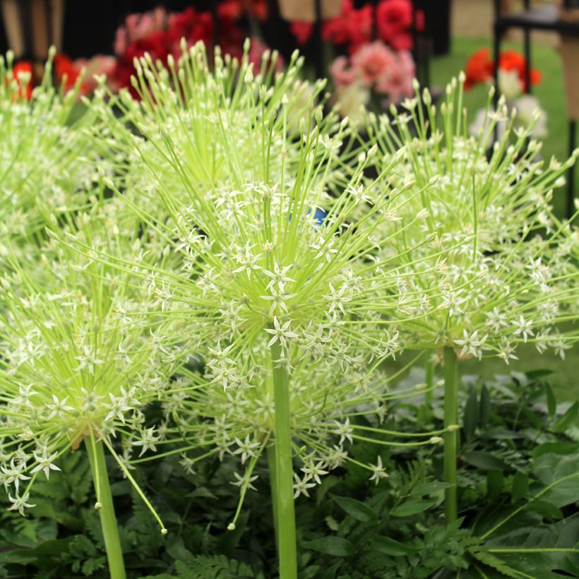 Ail d'ornement - Allium schubertii Arctic Snow (Floración)