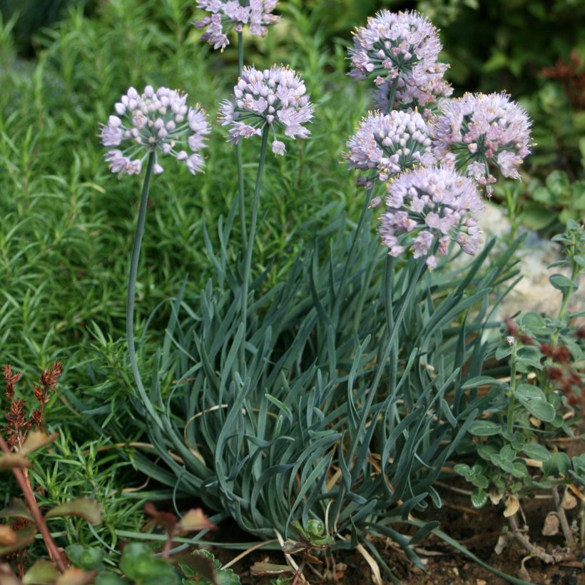 Allium Lisa Blue - Ajo decorativo (Porte)