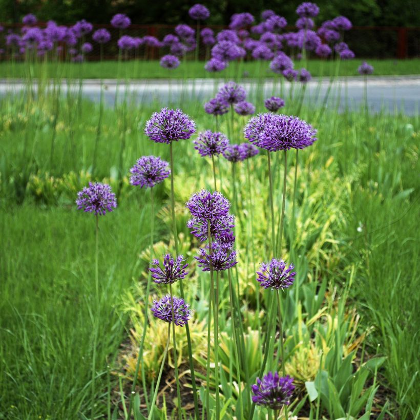 Allium stipitatum Violet Beauty - Ajo decorativo (Porte)