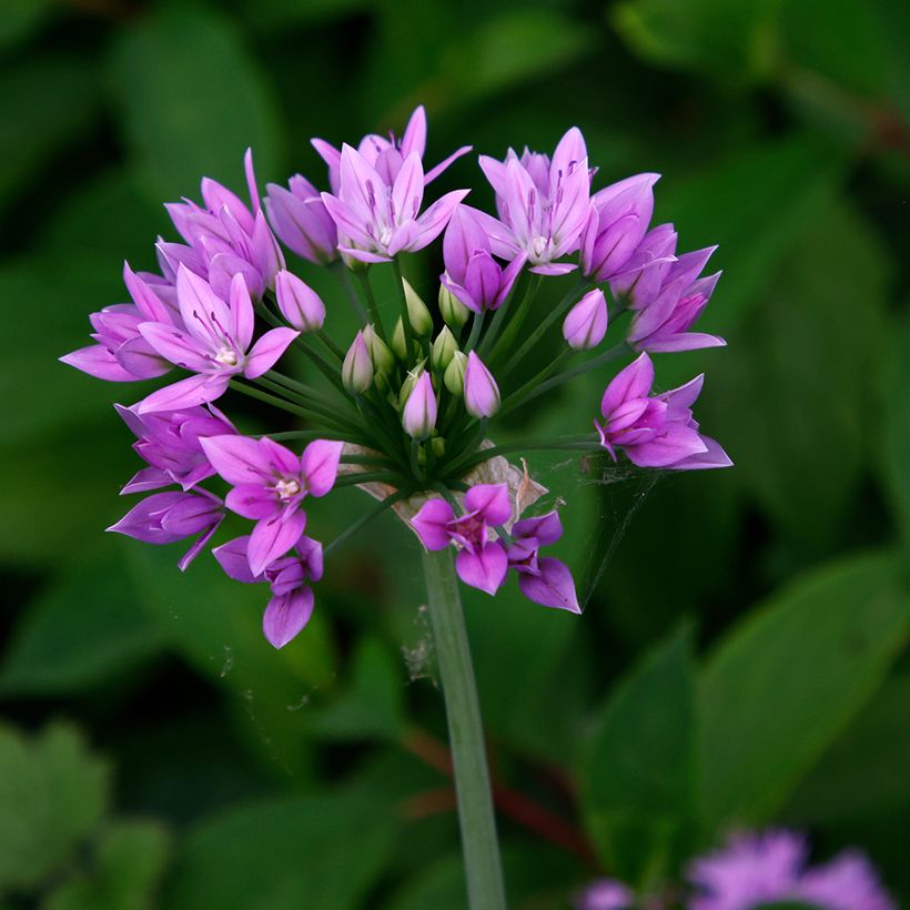 Ail d'ornement - Allium unifolium Eros (Floración)