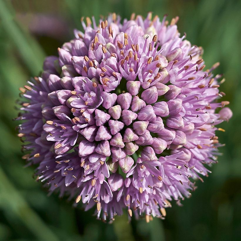 Allium Avatar - Ajo decorativo (Floración)