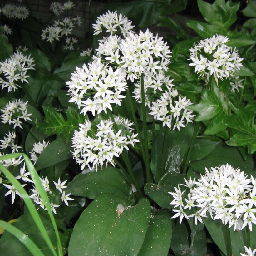 Ajo de oso - Allium ursinum (Floración)