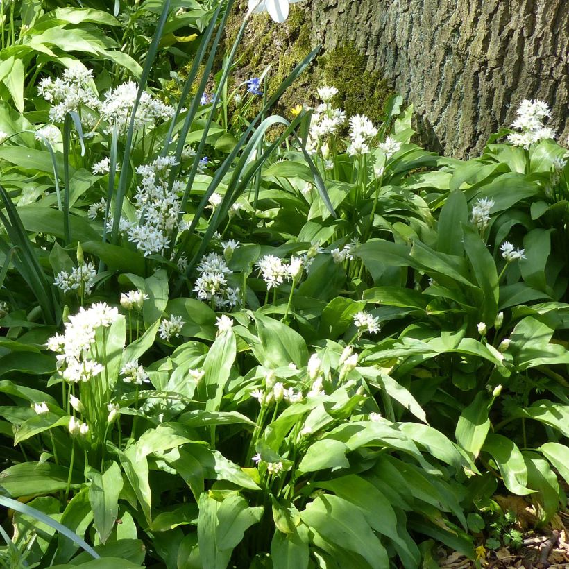 Ajo de oso - Allium ursinum (Porte)