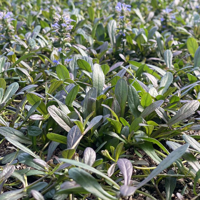 Ajuga Noble Nightingale - Búgula (Porte)