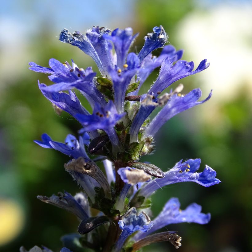 Ajuga Noble Nightingale - Búgula (Floración)