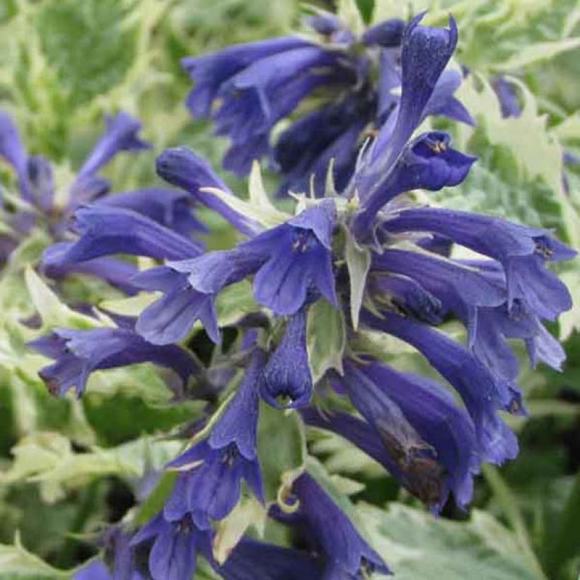 Ajuga incisa Frosted Jade (Floración)