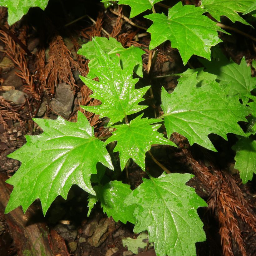 Ajuga incisa - Búgula (Follaje)