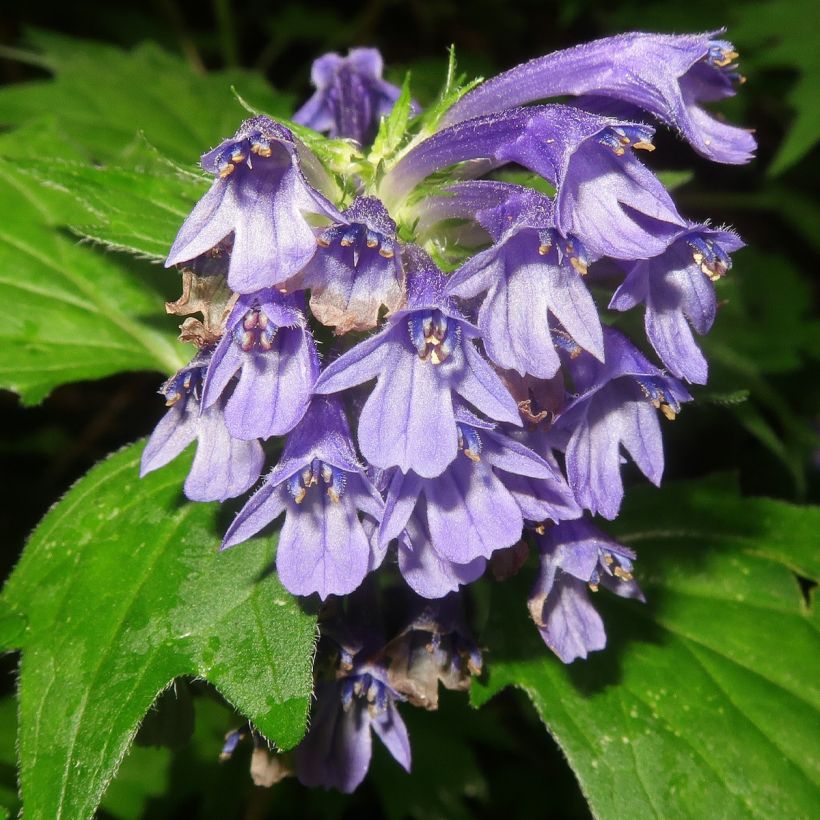 Ajuga incisa - Búgula (Floración)