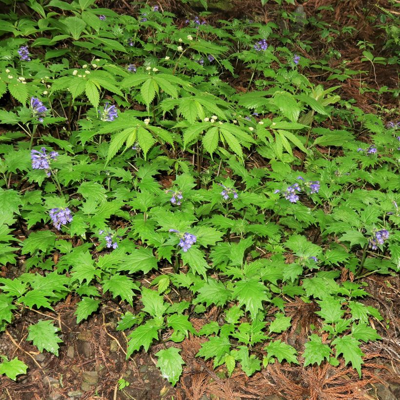 Ajuga incisa - Búgula (Porte)