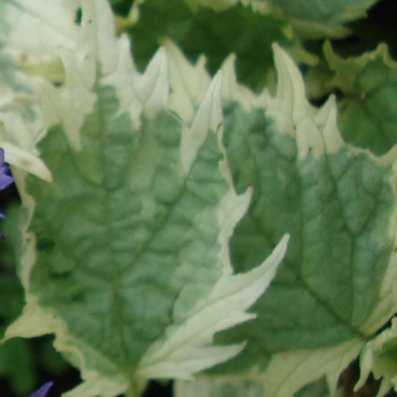 Ajuga incisa Frosted Jade (Follaje)