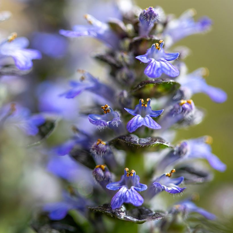 Ajuga pyramidalis Metallica Crispa (Floración)