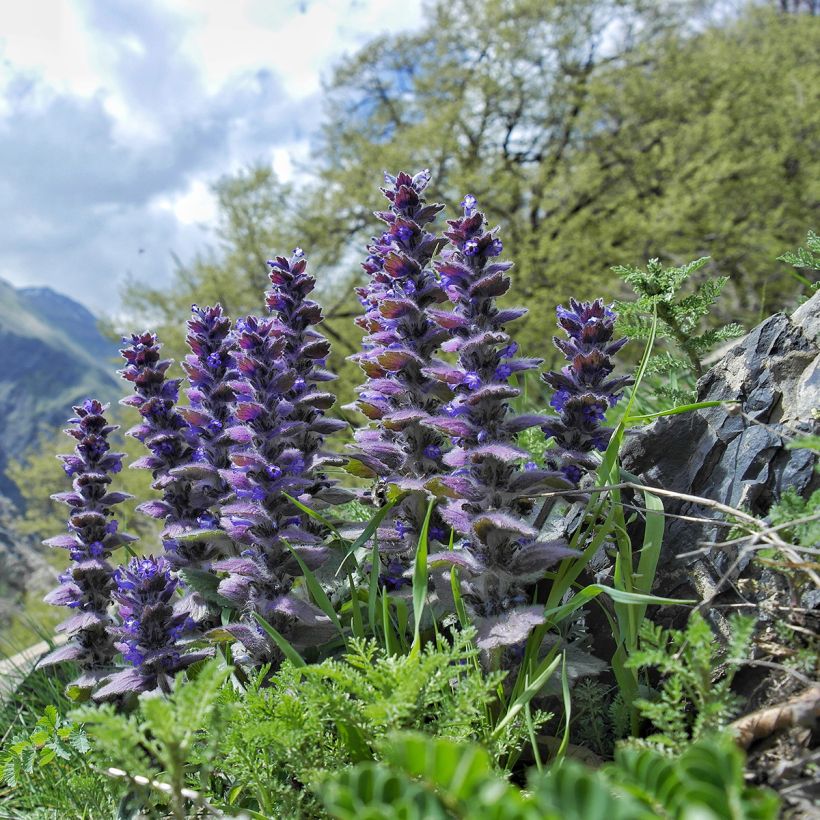 Ajuga pyramidalis - Búgula (Porte)