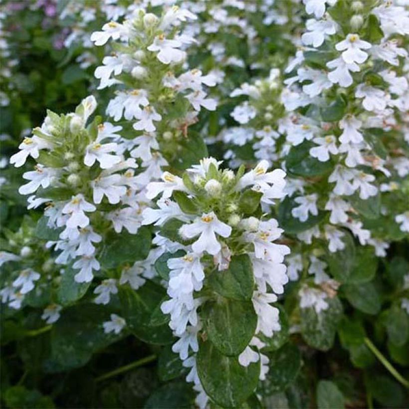 Ajuga reptans Alba (Floración)