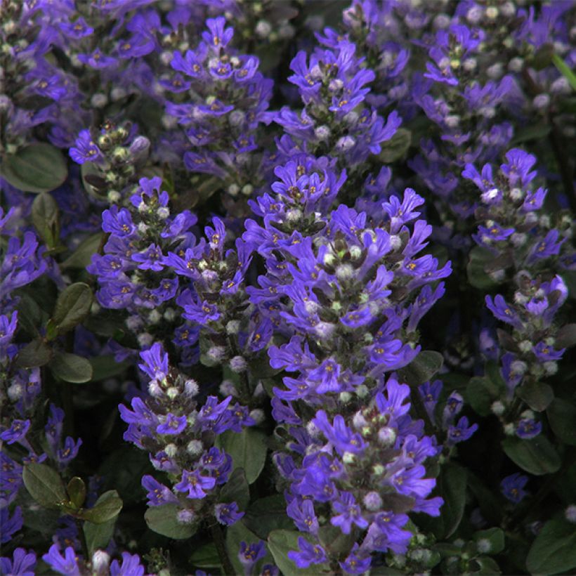 Ajuga reptans Braunherz (Floración)