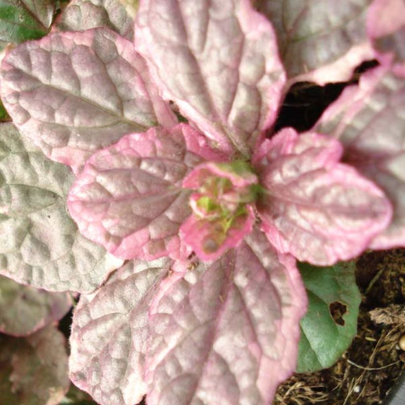 Ajuga reptans Burgundy Glow (Follaje)