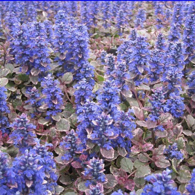 Ajuga reptans Burgundy Glow (Porte)