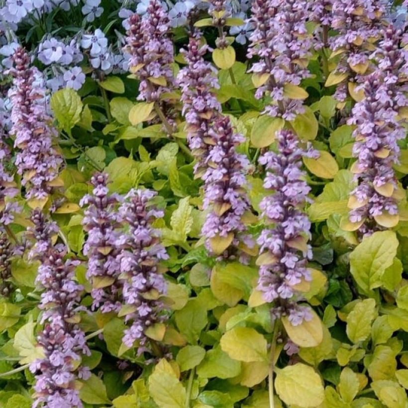 Ajuga reptans Gold Chang (Floración)