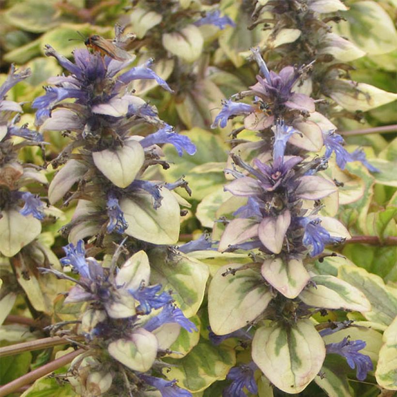 Ajuga reptans Golden Glow (Floración)