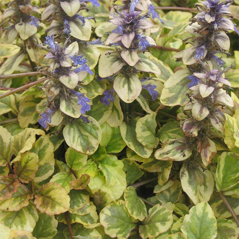 Ajuga reptans Golden Glow (Porte)