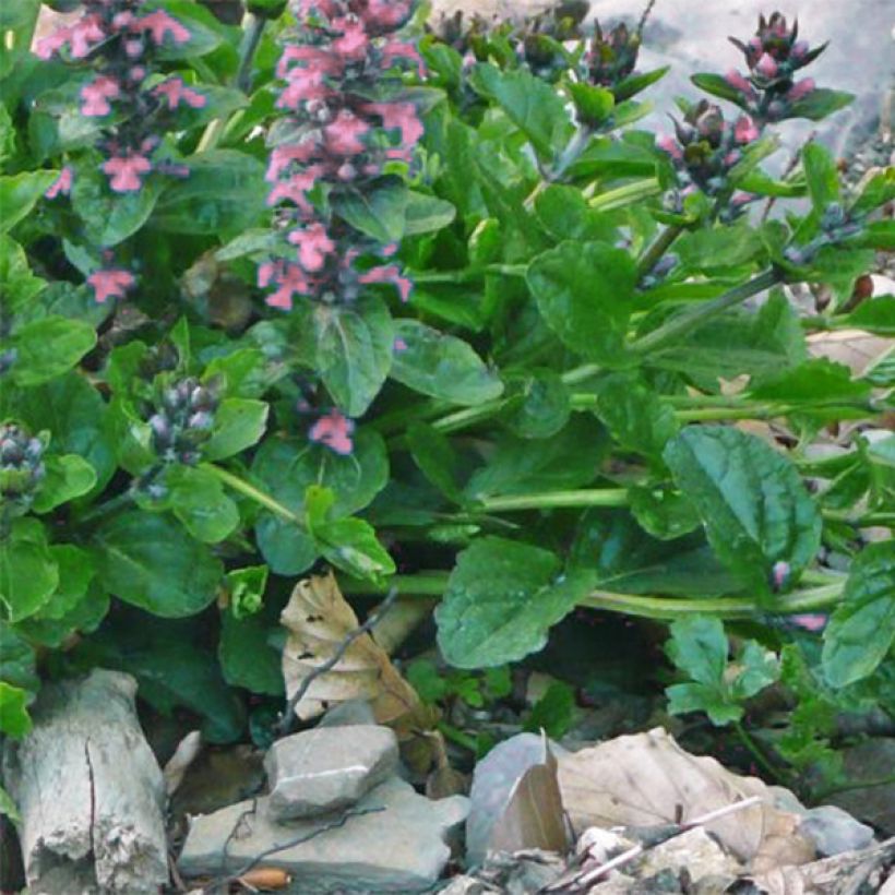 Ajuga reptans Pink Elf (Follaje)