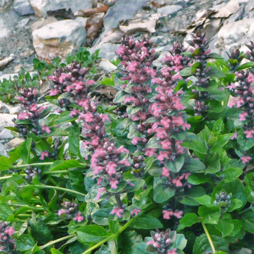 Ajuga reptans Pink Elf (Floración)