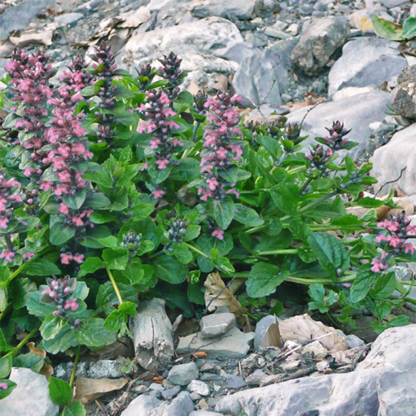 Ajuga reptans Pink Elf (Porte)