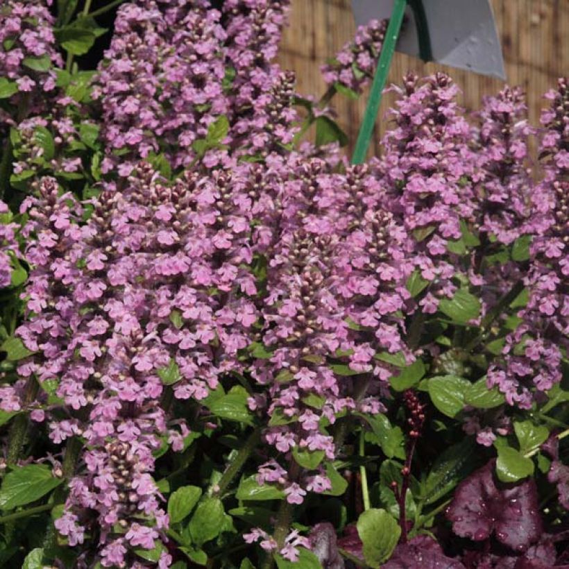 Ajuga reptans Purple Torch (Porte)