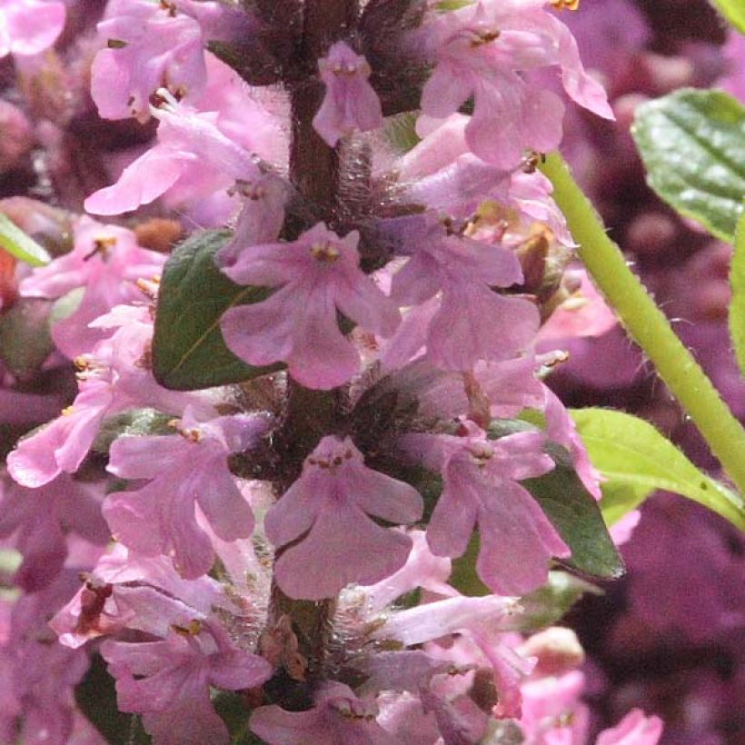 Ajuga reptans Purple Torch (Floración)